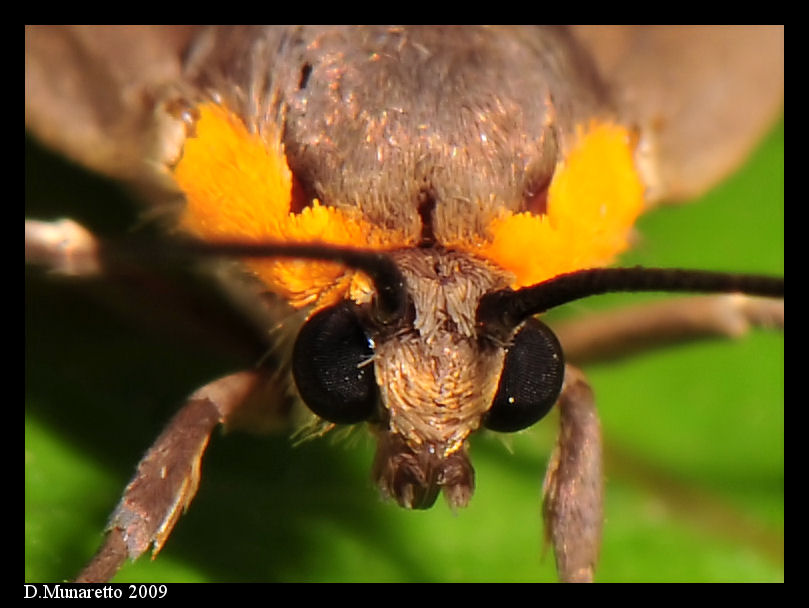 Farfalla...sempre la stessa, ma pi� scientifica!